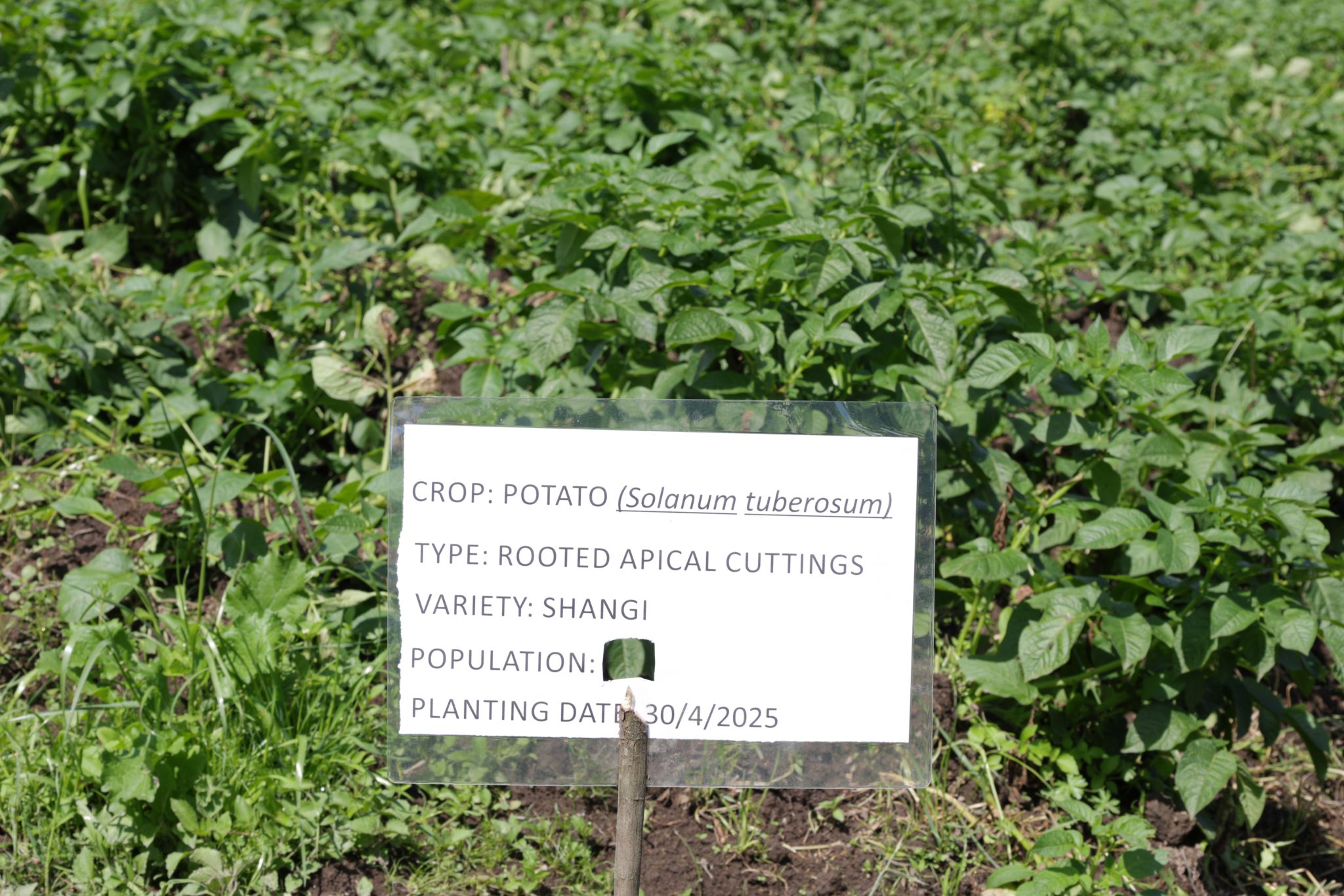 Celebrating International Day of Potato 2026: Scaling Innovation at Timau Farm, Meru