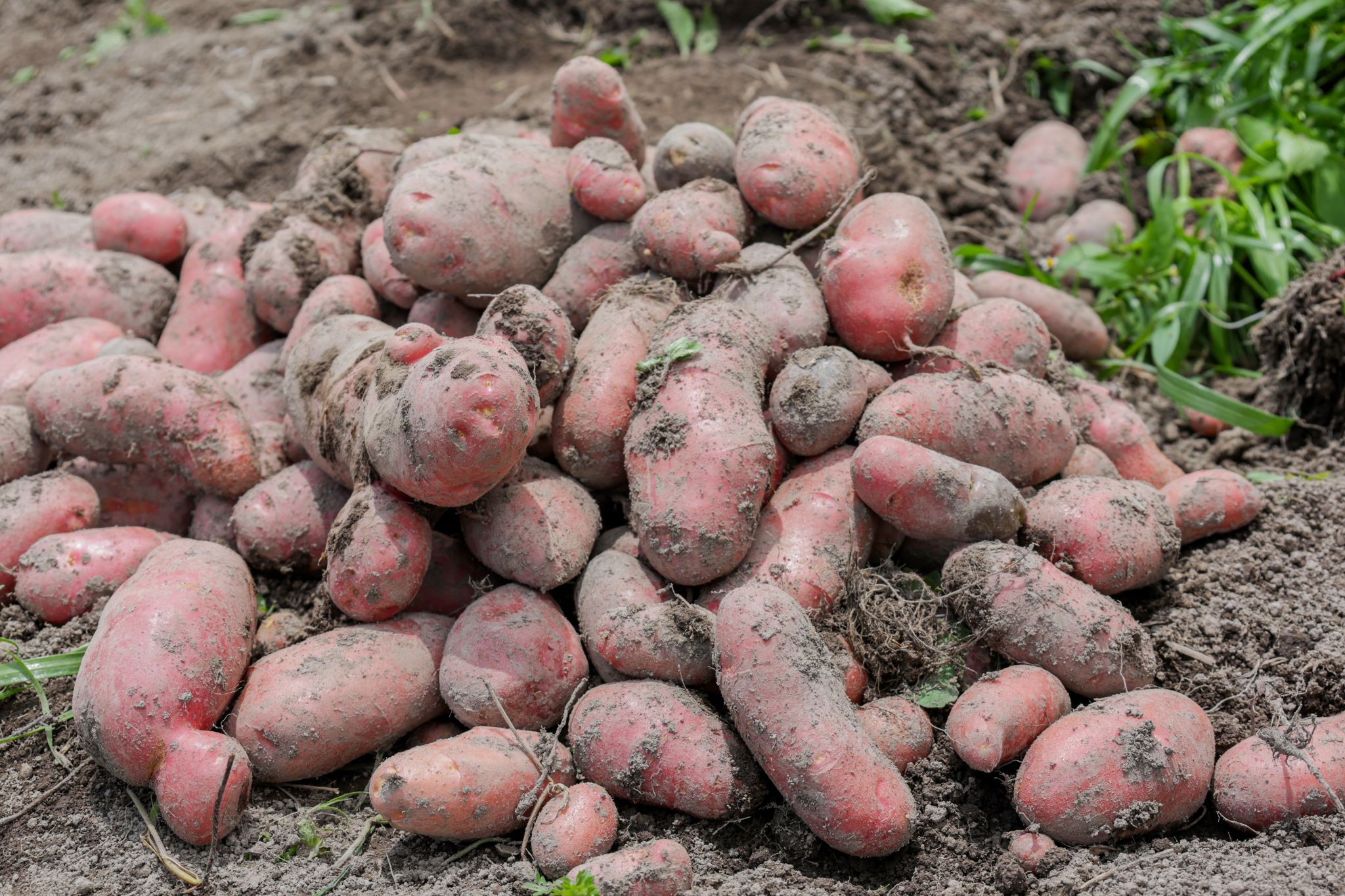 Celebrating International Day of Potato 2026: Scaling Innovation at Timau Farm, Meru