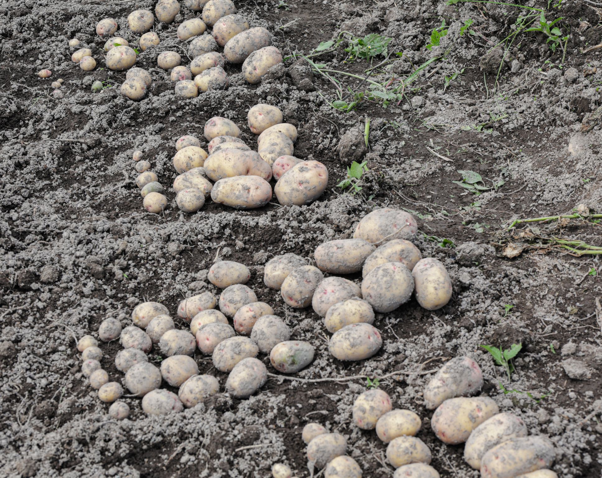 Celebrating International Day of Potato 2026: Scaling Innovation at Timau Farm, Meru