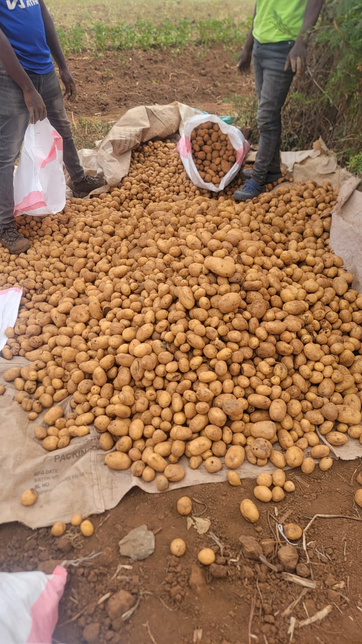 Markies Commercial Ware Potatoes