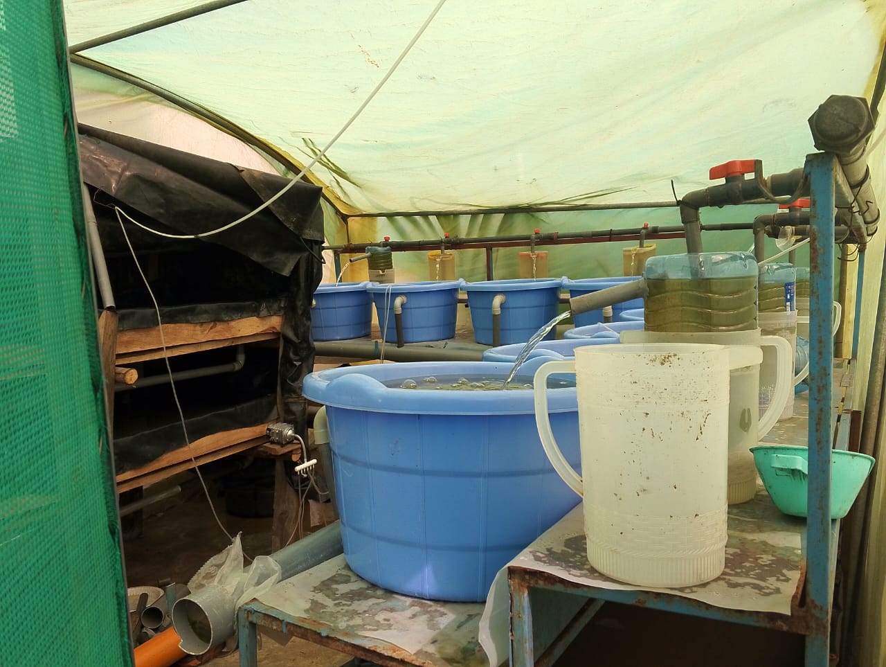 Masii Climate Smart Acquaponic Initiative